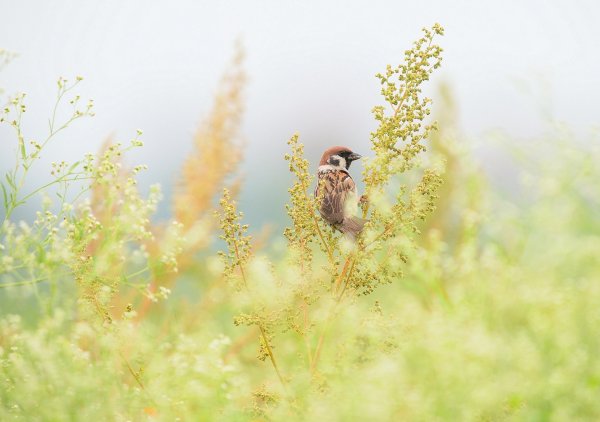 Птичка на травинке