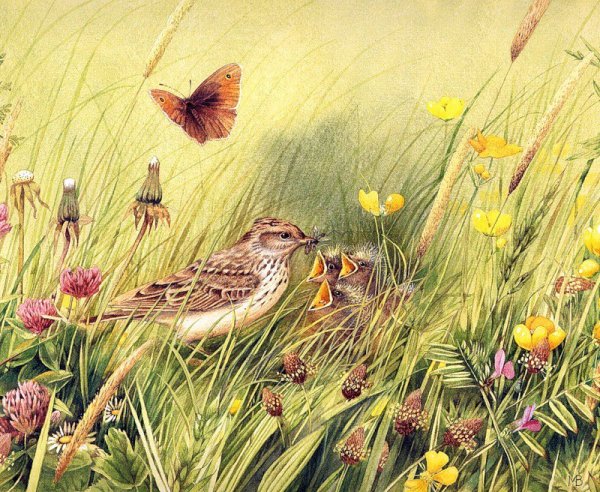 Марджолен Бастин бабочки