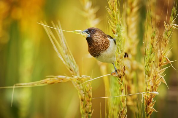 Птица в траве