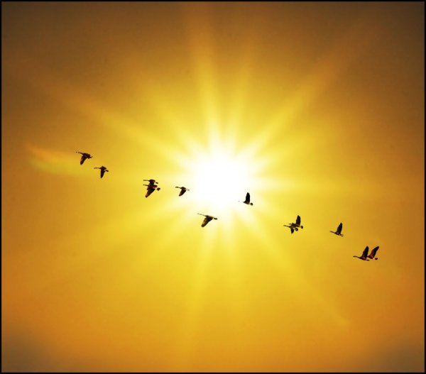 Птица в лучах солнца