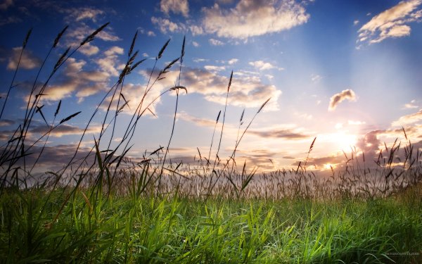 Природа ветерок