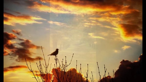 Соловей на закате