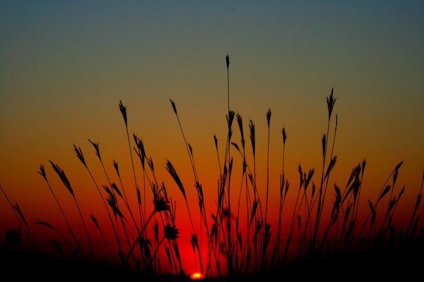 Травинки на закате