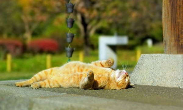 Кот в лучах солнца