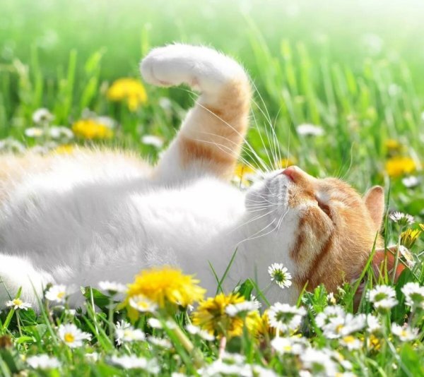 Шаталюк Надежда