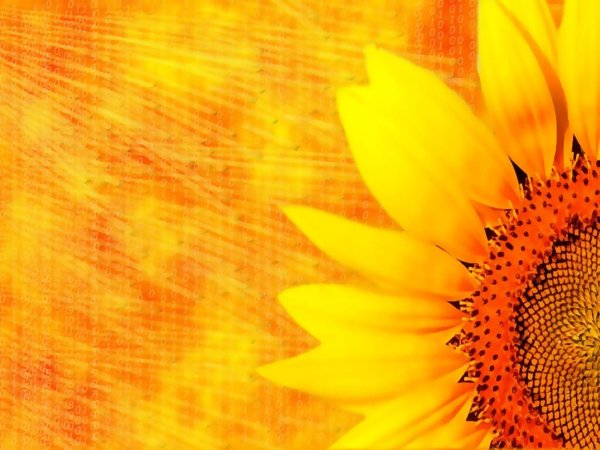 Коты весной