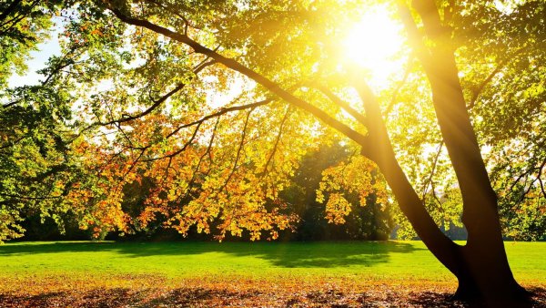 Солнечный пейзаж