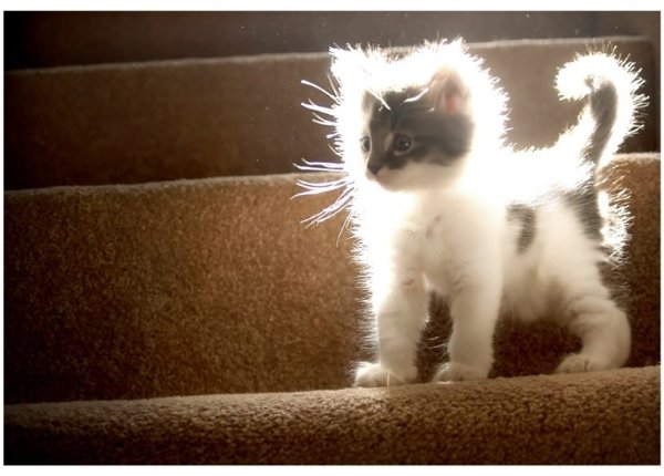 Котенок светится от счастья