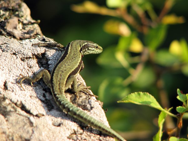 Ящерица прыткая (лат. Lacerta Agilis)