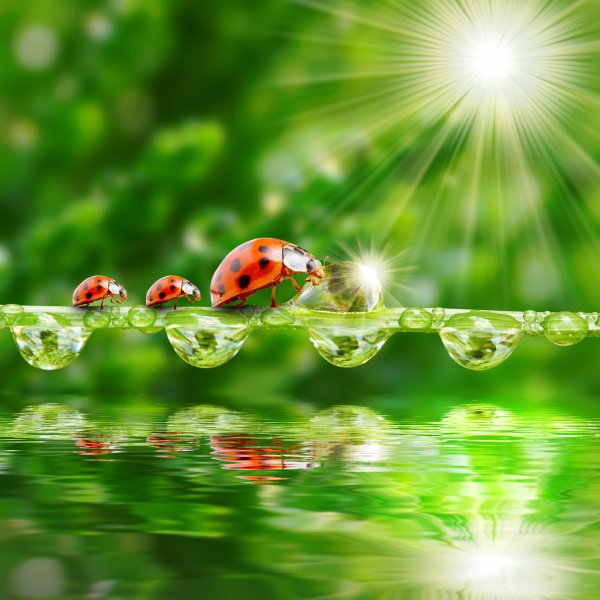 Божья коровка на травинке