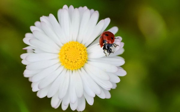 Божьи коровки