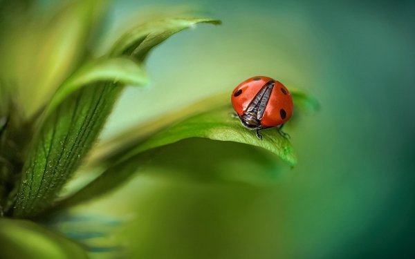 Божья коровка фото