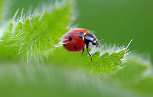 Букашки Божья коровка