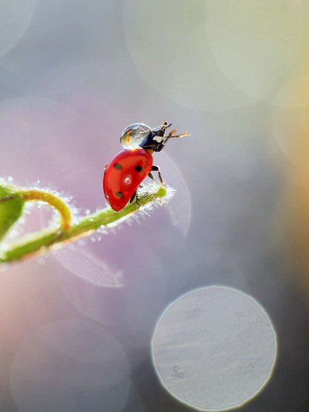 Божья коровка Макросъемка