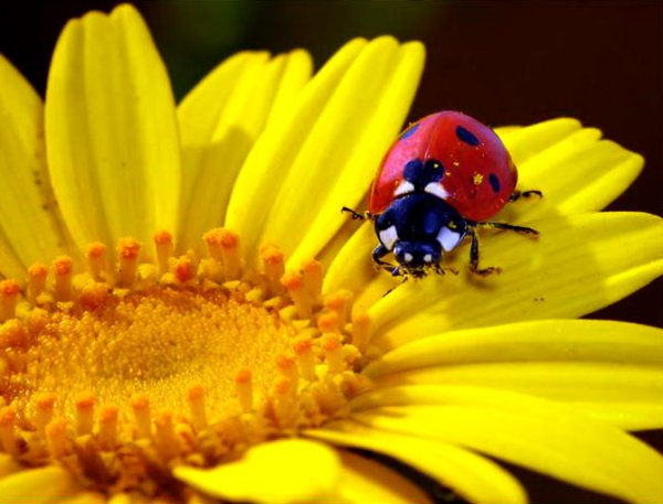 Желтая Божья коровка