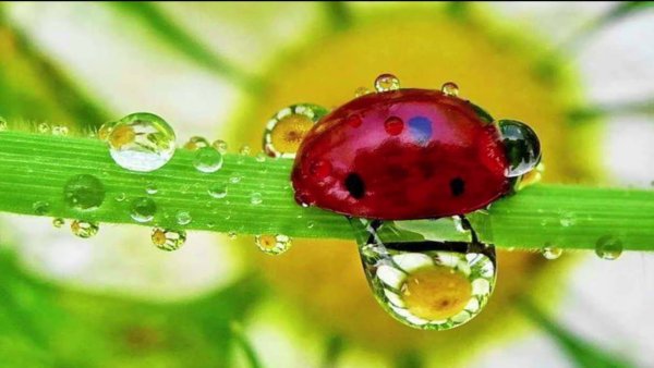 Божья коровка с каплями росы