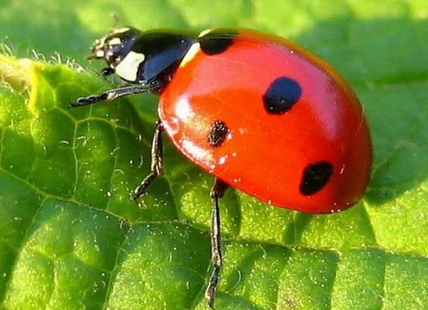 Божья коровка на цветах солнце