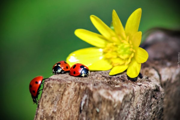 Божья коровка на ромашке