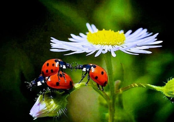 Летние цветы с бабочками