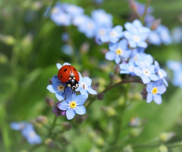 Божья коровка на цветочке
