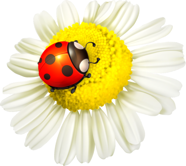 Капельки росы на траве