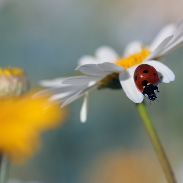 Божья коровка обои