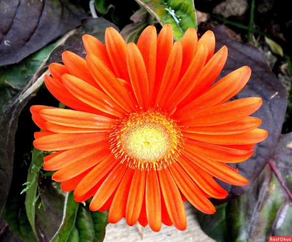 Апельсиновый закат