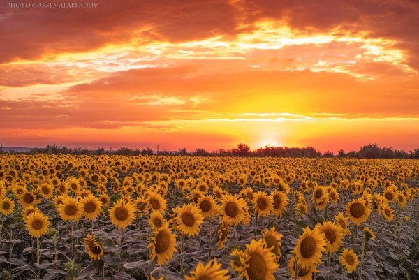 Апельсиновое солнце