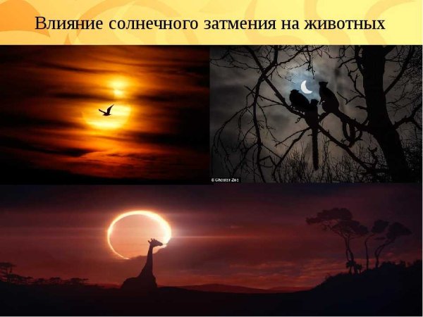 Влияние солнца на животных