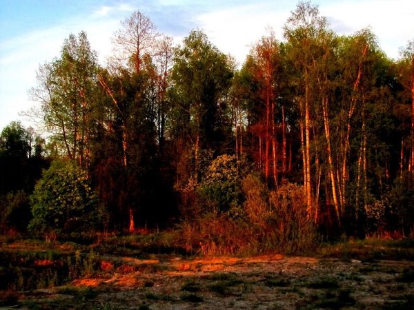 Деревья освещенные солнцем