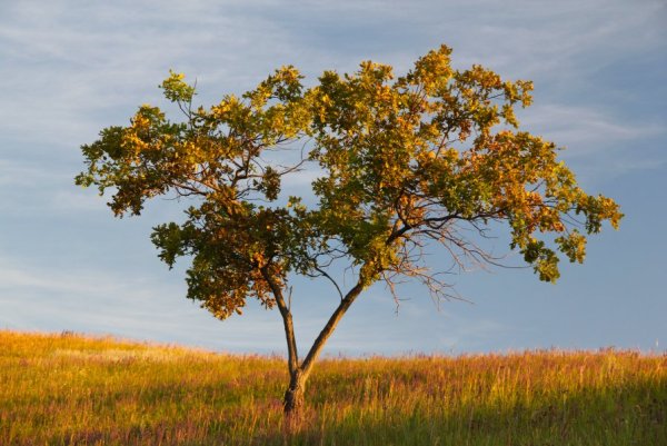 Деревья освещенные солнцем