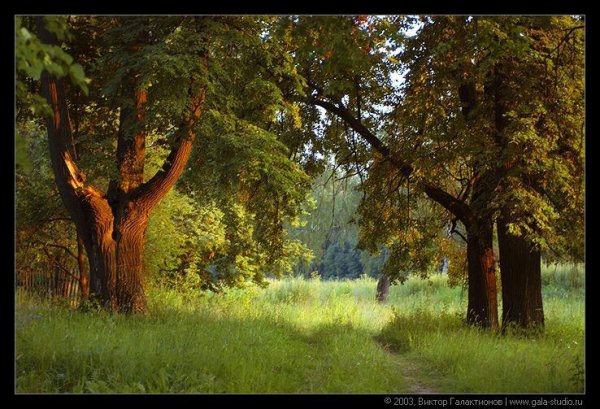 Дубы на опушке