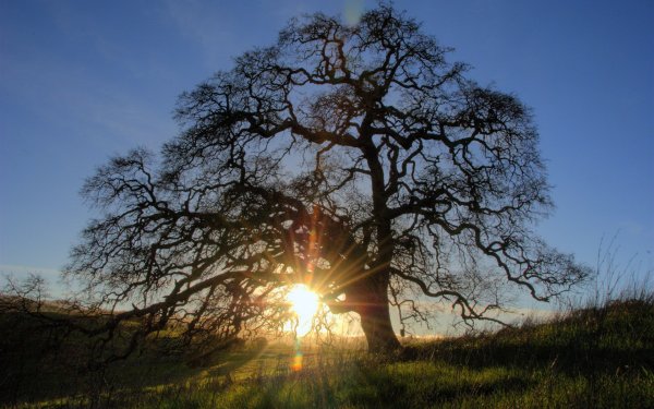 Дерево в солнечных лучах