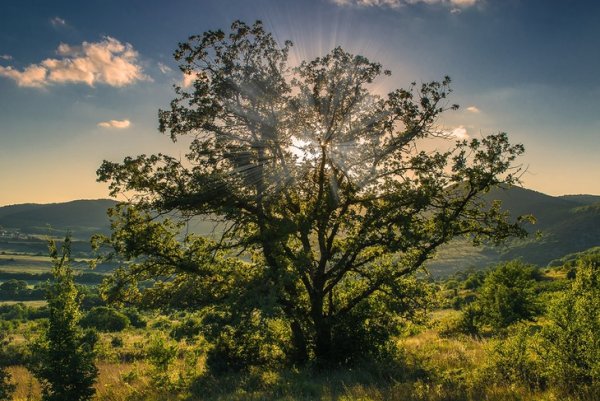 Деревья освещаются сзади