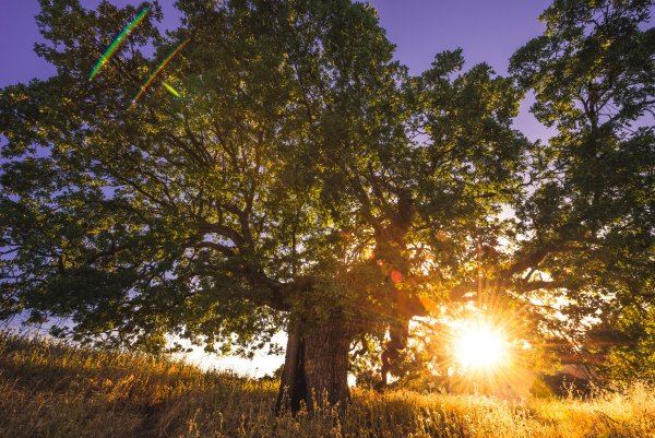 Солнечный пейзаж