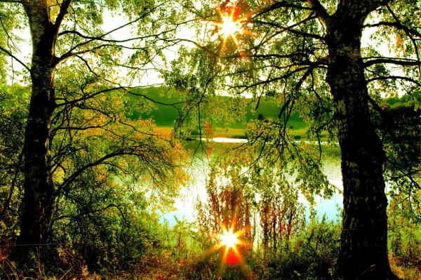 Тропинка в Солнечном лесу