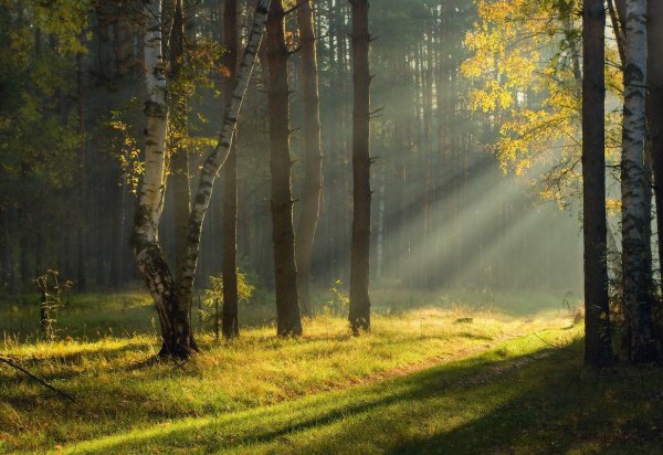 Летняя ночь пейзаж