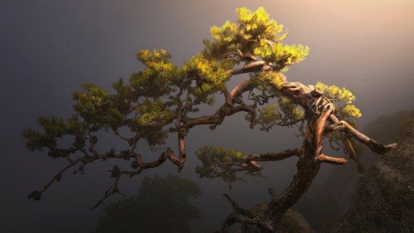 Закат в Сосновом лесу