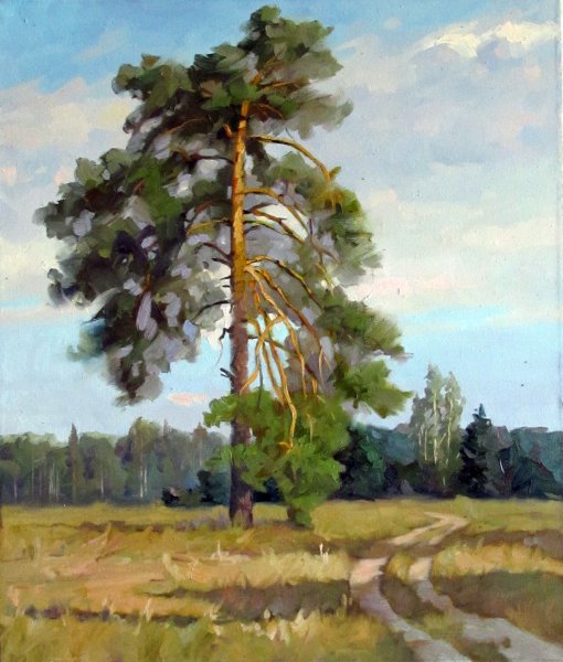 Лес Освещенный солнцем