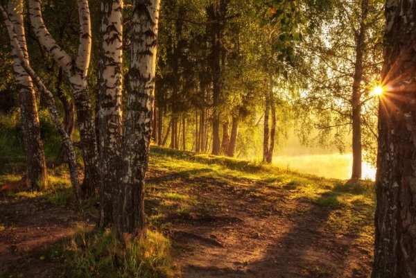 Лес пронизанный солнцем