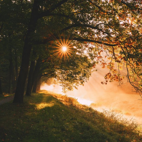 Дерево солнце