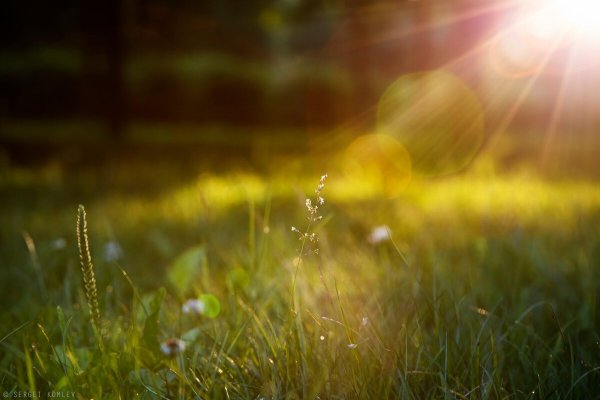 Блики солнца на траве