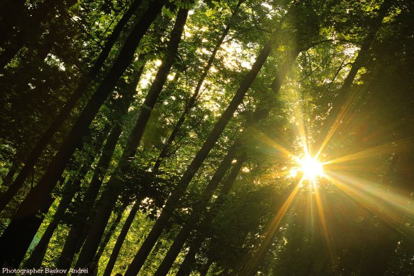 Свет солнца