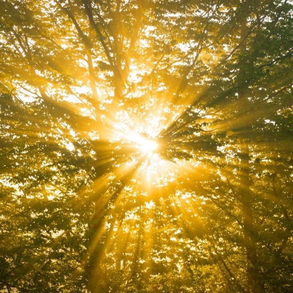 Яркое солнышко