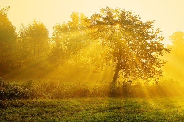 Дерево в солнечных лучах