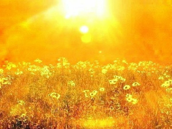 Много солнца