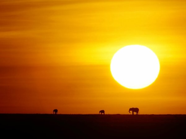 Желтое солнце