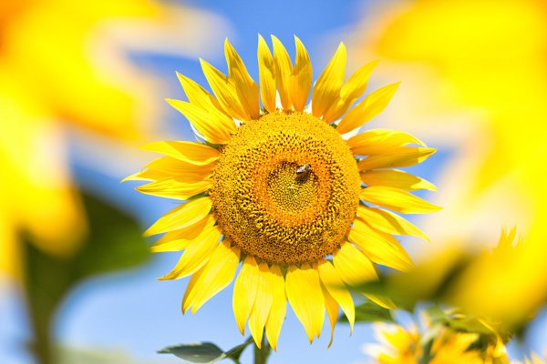 Теплое солнце