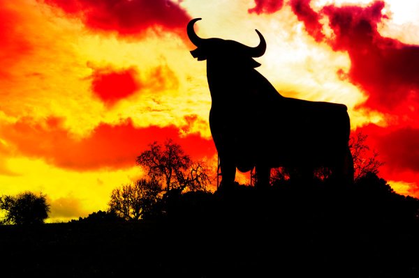 Бык на закате
