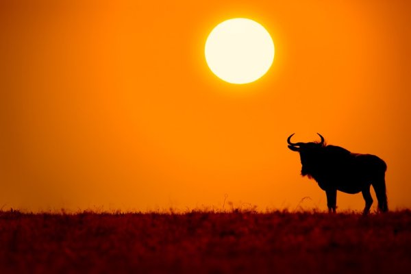 Антилопа закат